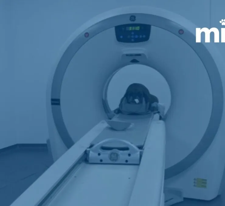 MiVet Hospital Veterinario Atlántico en A Coruña MiVet Hospital Veterinario Atlántico en A Coruña