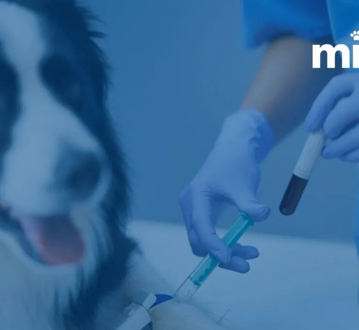 MiVet y Laboratorio Echevarne unen fuerzas MiVet y Laboratorio Echevarne unen fuerzas