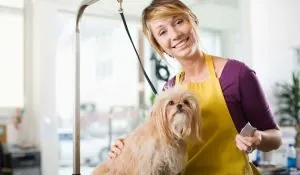 Te presentamos las 5 mejores peluquerías caninas y felinas en Valencia Te presentamos las 5 mejores peluquerías caninas y felinas en Valencia