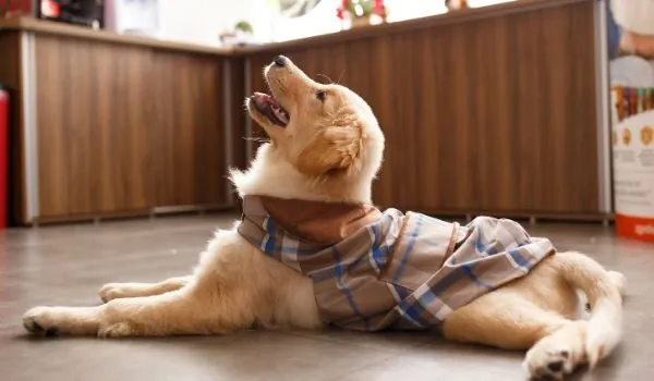 Las mejores tiendas de animales en Catarroja para el cuidado de tu mascota Las mejores tiendas de animales en Catarroja para el cuidado de tu mascota