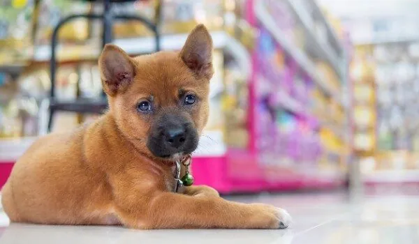 Estas son las mejores tiendas de animales que encontrarás en Torre del Mar
