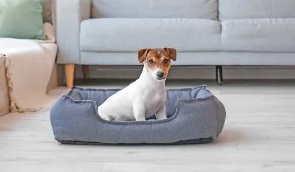 Estas son las mejores guarderías caninas en Sant Cugat del Vallès Estas son las mejores guarderías caninas en Sant Cugat del Vallès