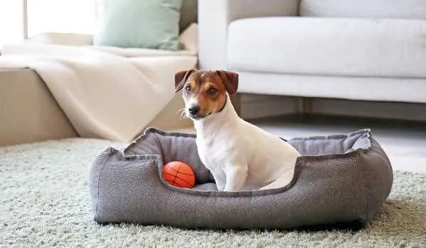 Descubre las mejores guarderías caninas en Llucmajor Descubre las mejores guarderías caninas en Llucmajor