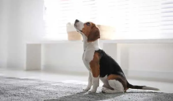 Te presentamos las mejores guarderías caninas en Palma de Mallorca Te presentamos las mejores guarderías caninas en Palma de Mallorca