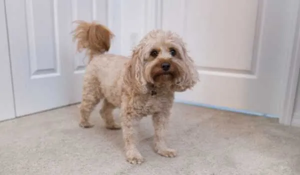 Descubre las residencias caninas en Barakaldo Descubre las residencias caninas en Barakaldo