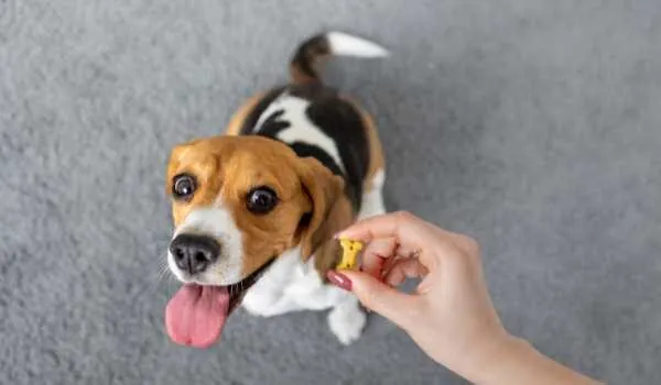 Las mejores residencias caninas en Llucmajor Las mejores residencias caninas en Llucmajor