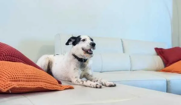 Las mejores residencias caninas en Manacor Las mejores residencias caninas en Manacor