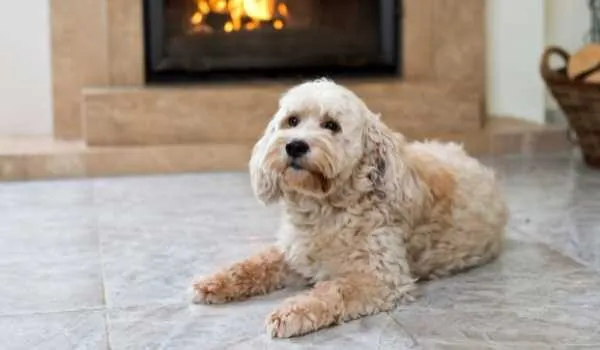 Residencias caninas en Sant Cugat del Vallès Residencias caninas en Sant Cugat del Vallès