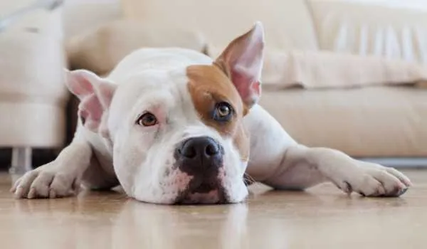 Te descubrimos las mejores residencias caninas de Santander Te descubrimos las mejores residencias caninas de Santander