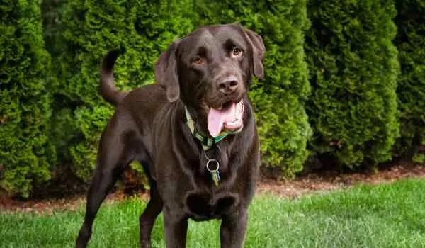 Te presentamos las 4 mejores residencias caninas en Córdoba Te presentamos las 4 mejores residencias caninas en Córdoba