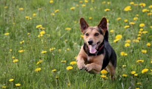 Descubre las mejores residencias caninas en Catarroja Descubre las mejores residencias caninas en Catarroja