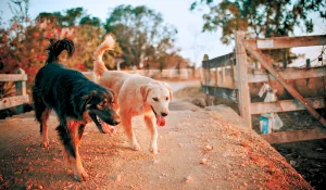 Estas son las mejores residencias caninas en Aielo de Malferit Estas son las mejores residencias caninas en Aielo de Malferit