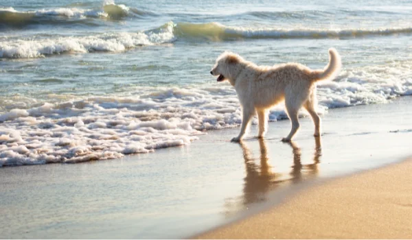 Playas para perros cerca de Manresa Playas para perros cerca de Manresa