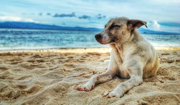 Playas para perros en Mataró y otros planes para verano con tu mascota Playas para perros en Mataró y otros planes para verano con tu mascota