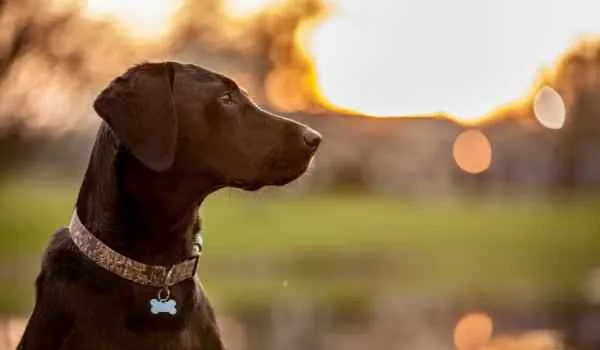 Descubre los mejores parques para perros en Madrid Descubre los mejores parques para perros en Madrid