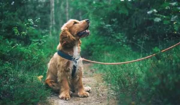 Mejores parques para perros en Bilbao Mejores parques para perros en Bilbao