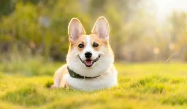 Los mejores parques para perros en Oviedo Los mejores parques para perros en Oviedo