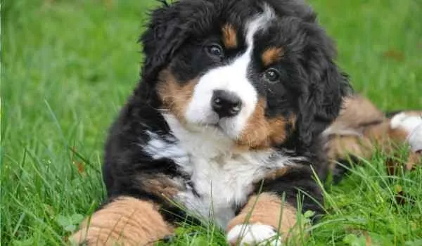 Parques para perros en Mataró