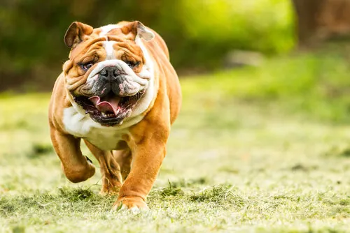 Características del bulldog inglés Características del bulldog inglés