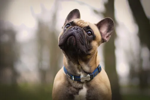 Bulldog Francés: características, carácter y medidas Bulldog Francés: características, carácter y medidas