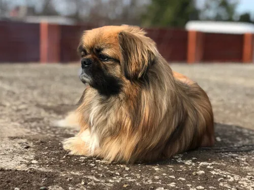 Pekinés: características y cuidados Pekinés: características y cuidados