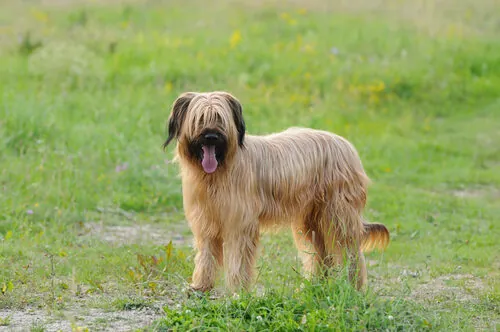 Pastor De Brie Pastor De Brie