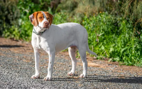 Pachón navarro: características y cuidados Pachón navarro: características y cuidados