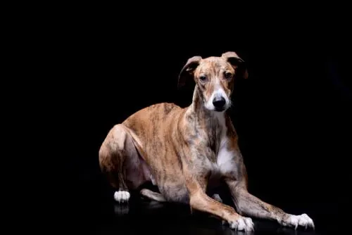 Lebrel húngaro: características y cuidados Lebrel húngaro: características y cuidados