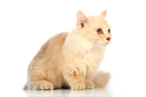 Características del gato munchkin Características del gato munchkin