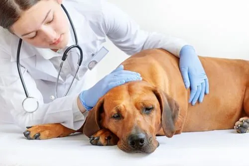 Prostatitis en perros: síntomas y tratamiento Prostatitis en perros: síntomas y tratamiento