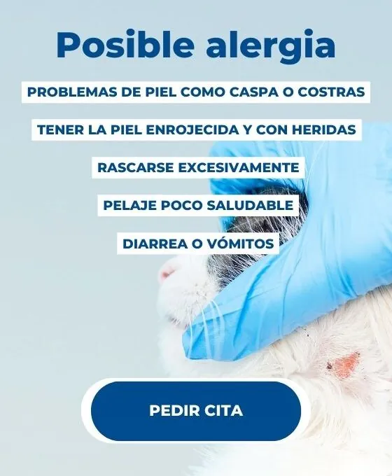 Alergias más comunes en gatos y sus síntomas
