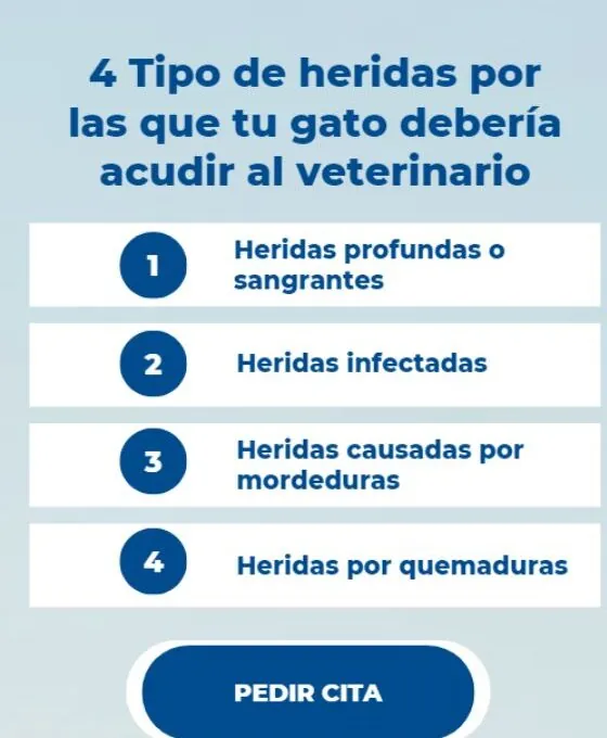 Estas son las heridas por las que tu gato debería ir al veterinario