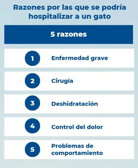 ¿Por qué motivos se podría hospitalizar a un gato?