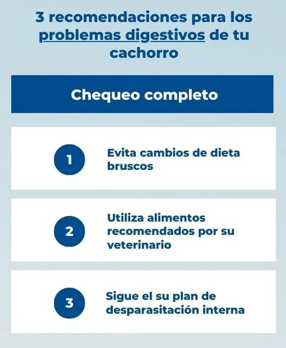 Consultas veterinarias para gatos de 1 año en adelante