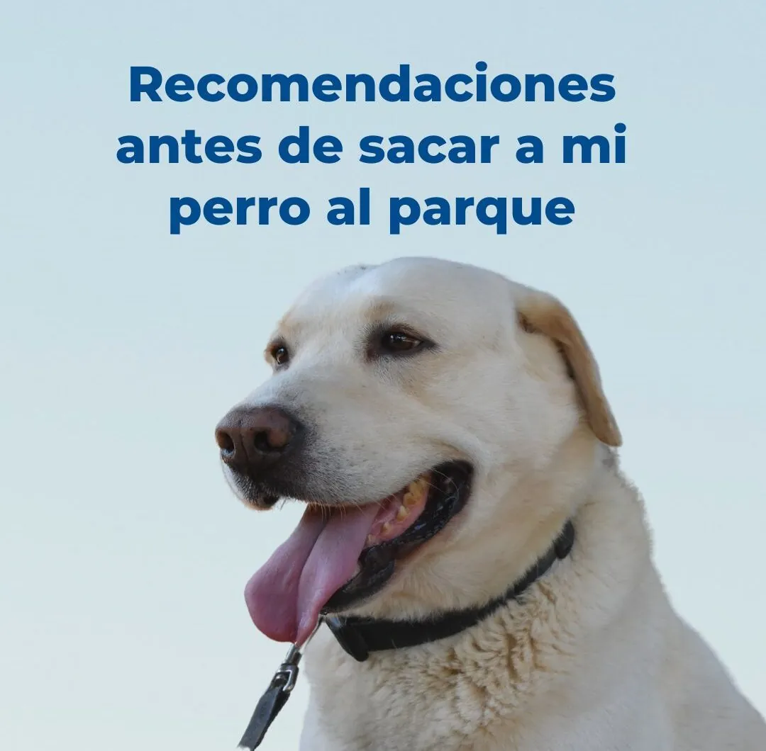 Recomendaciones antes de sacar a mi perro al parque