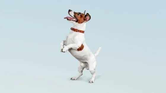 Diabetes en perros: síntomas y tratamientos