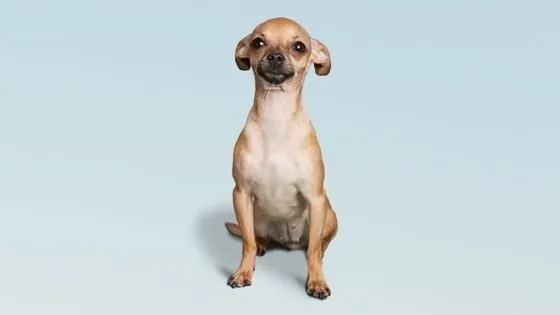 Vacuna de la rabia para perros de 3 años Vacuna de la rabia para perros de 3 años