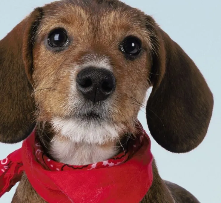La primera consulta veterinaria de tu cachorro La primera consulta veterinaria de tu cachorro