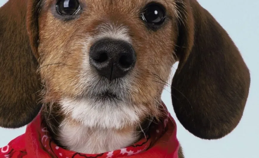 La primera consulta veterinaria de tu cachorro