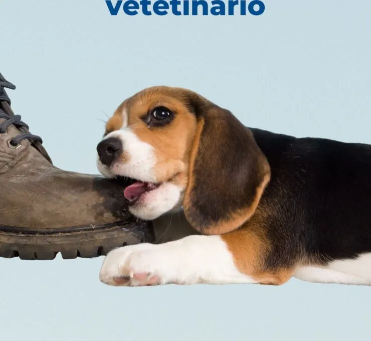 Problemas de comportamiento en cachorros Problemas de comportamiento en cachorros