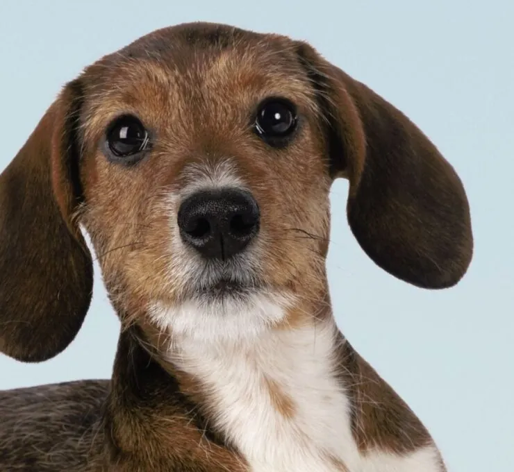 Problemas digestivos comunes en cachorros Problemas digestivos comunes en cachorros