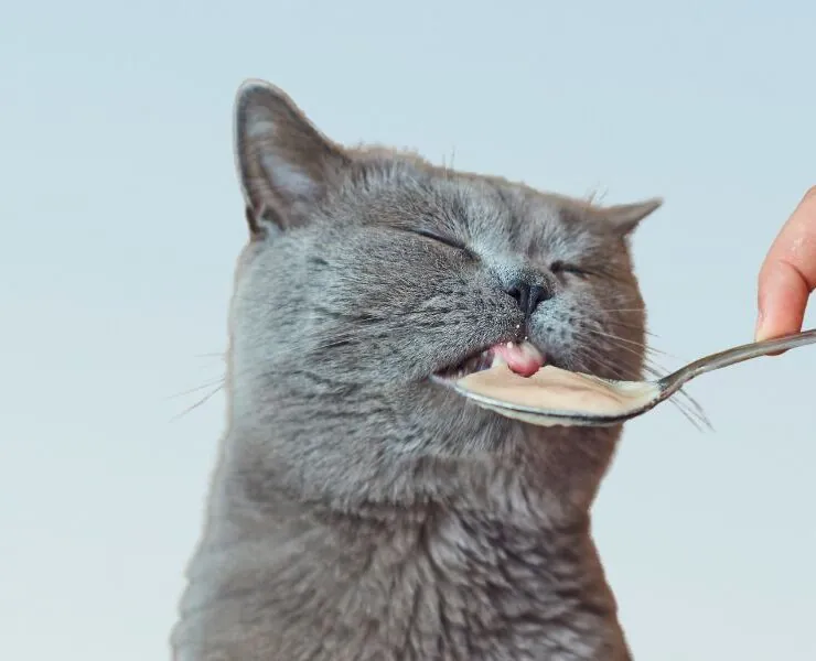 Consultas veterinarias para gatos de 13 años