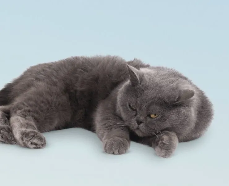 Consultas veterinarias para gatos de 12 años