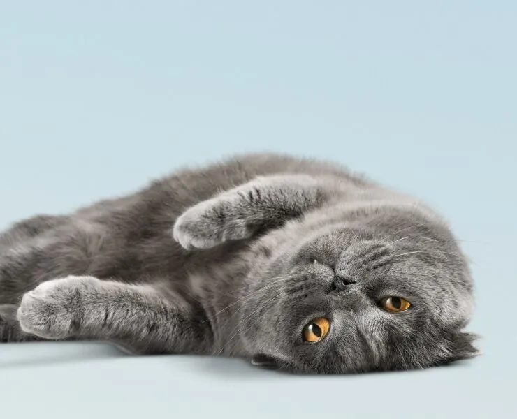 Consultas veterinarias para gatos de 11 años