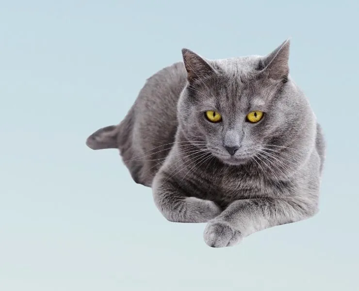 Consultas veterinarias para gatos de 9 años