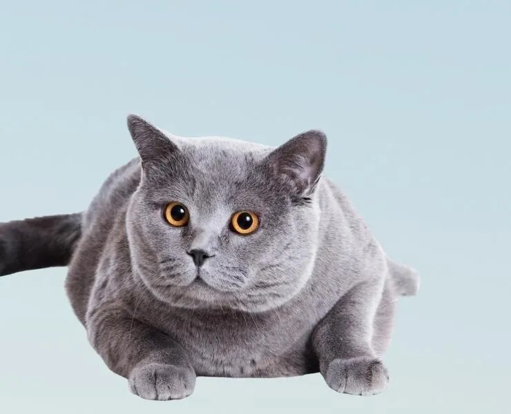Consultas veterinarias para gatos de 8 años