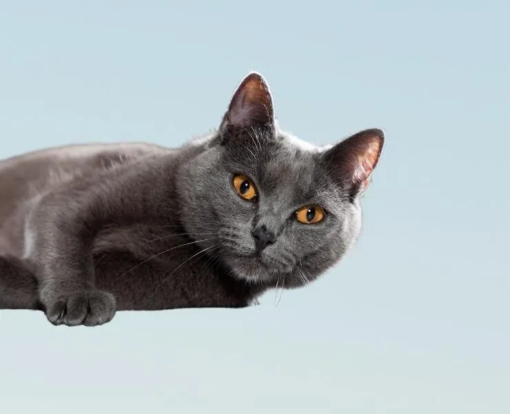 Consultas veterinarias para gatos de 7 años