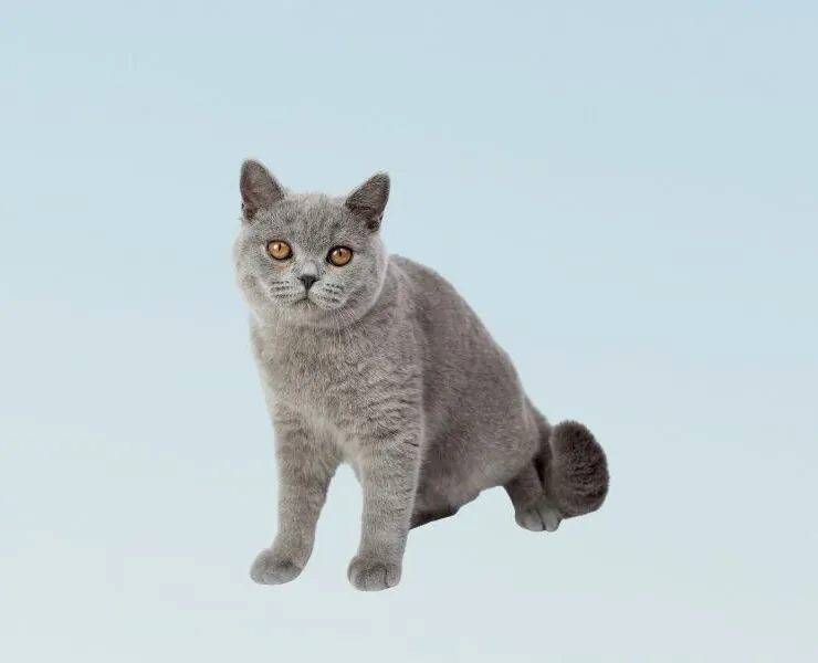 Consultas veterinarias para gatos de 2 años
