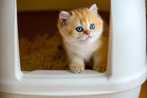 Estreñimiento en gatos bebés: síntomas, causas y tratamiento