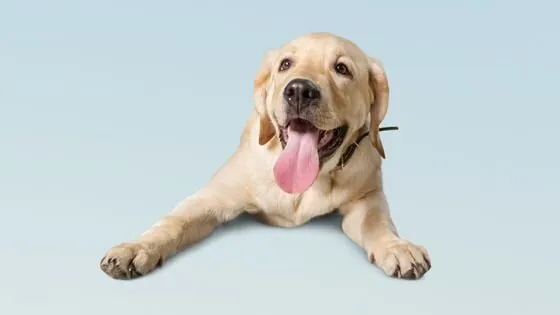 Consultas veterinarias para perros de hasta 1 año Consultas veterinarias para perros de hasta 1 año